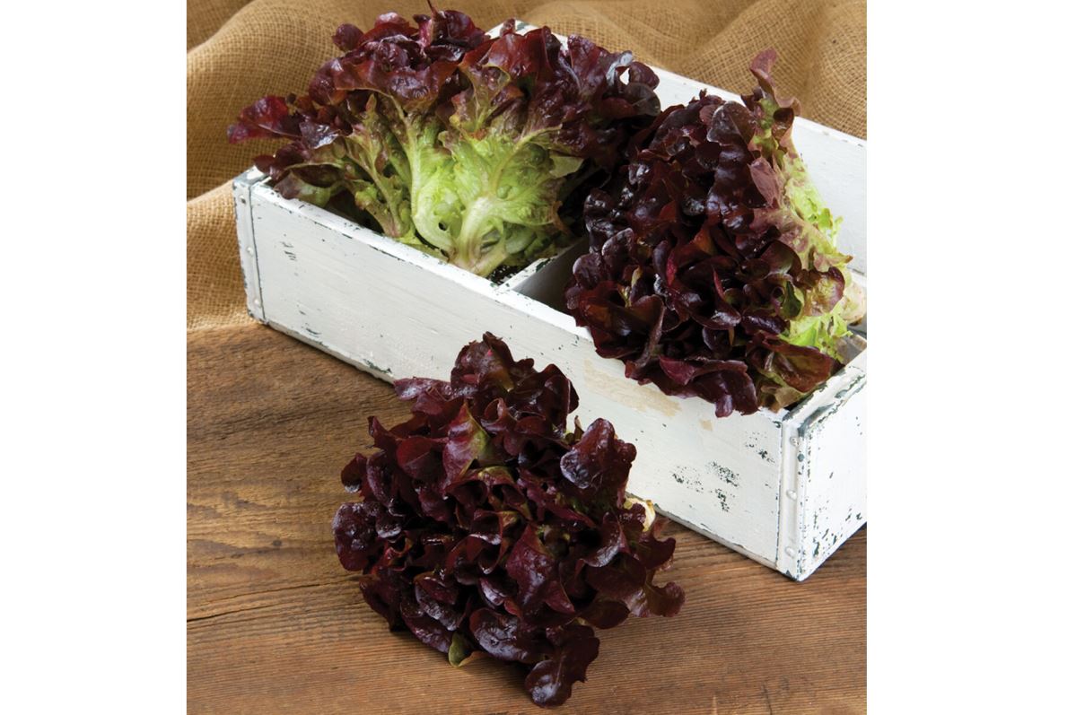 Rouxai – Lettuce Seed